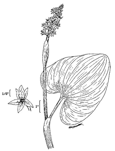 drawing of Pontederia cordata var. cordata, Heartleaf Pickerelweed, Wampee