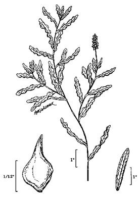 drawing of Potamogeton crispus, Curly Pondweed, Curled Pondweed, Curly-leaf Pondweed
