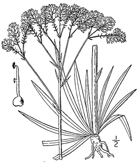drawing of Polygala cymosa, Tall Milkwort, Tall Pinebarren Milkwort