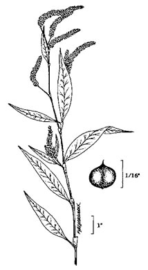 drawing of Persicaria densiflora, Dense-flower Smartweed