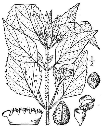 drawing of Euphorbia dentata, Painted Leaf, Wild Poinsettia, Green Poinsettia, Toothed Spurge