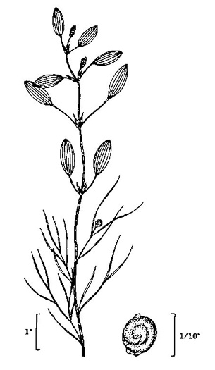drawing of Potamogeton diversifolius, Common Snailseed Pondweed, Waterthread Pondweed