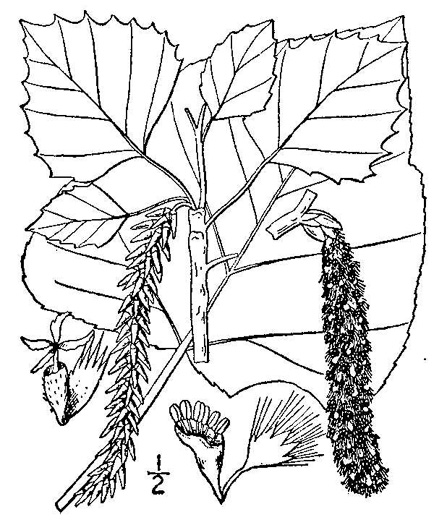 drawing of Populus grandidentata, Bigtooth Aspen, Large-toothed Aspen