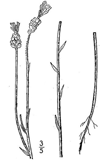 drawing of Polygala incarnata, Pink Milkwort, Procession Flower