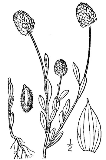drawing of Polygala lutea, Orange Milkwort, Red-hot-poker, Candyroot, Yellow Bachelor's-buttons