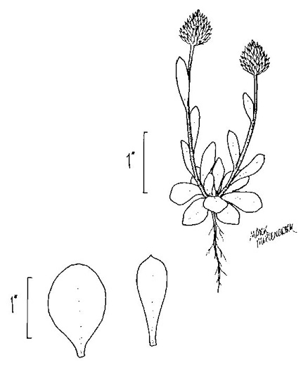 drawing of Polygala nana, Dwarf Milkwort, Candyroot