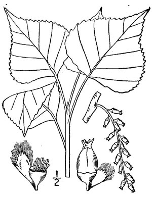 image of Populus nigra, European Black Poplar, Lombardy Poplar, Black Poplar