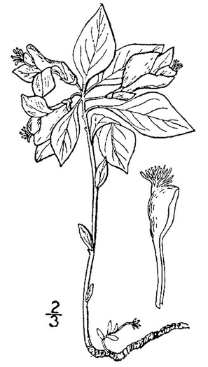drawing of Polygaloides paucifolia, Gaywings, Fringed Polygala