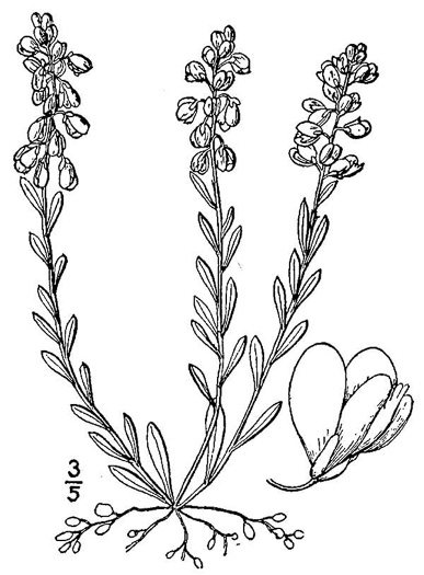 drawing of Polygala polygama, Racemed Milkwort, Bitter Milkwort