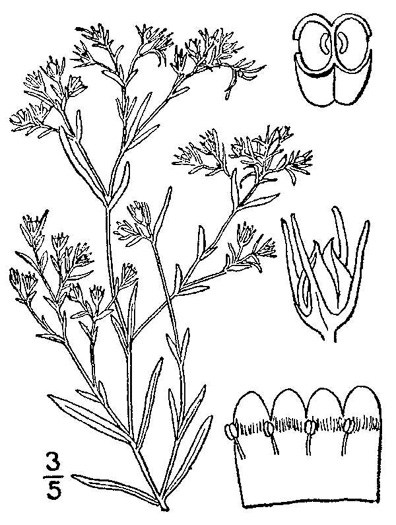 image of Polypremum procumbens, Juniperleaf, Polypremum, Rustweed
