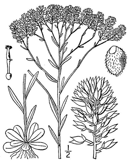 image of Polygala ramosa, Short Pinebarren Milkwort, Low Pinebarren Milkwort, Dwarf Milkwort, Savanna Milkwort