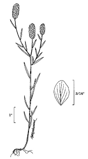 image of Polygala sanguinea, Field Milkwort, Blood Milkwort