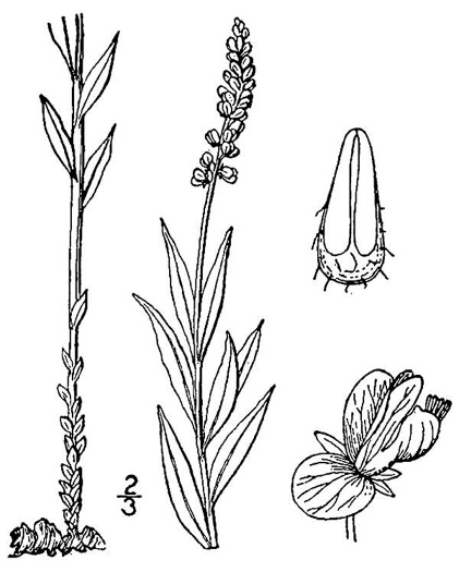 drawing of Polygala senega var. latifolia, Southern Seneca Snakeroot