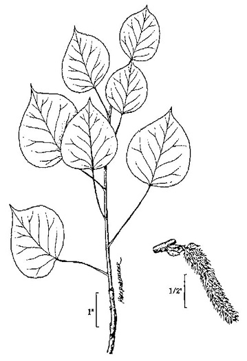 drawing of Populus tremuloides, Quaking Aspen