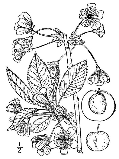 image of Prunus cerasus, Sour Cherry, Pie Cherry