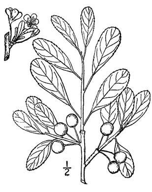 image of Prunus susquehanae, Susquehanna Cherry, Appalachian Sand Cherry, Appalachian Dwarf-cherry