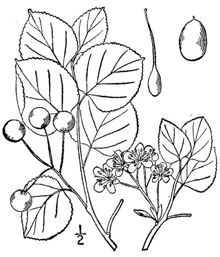 image of Prunus mahaleb, Mahaleb Cherry, Perfumed Cherry, St. Lucie Cherry, Rock Cherry