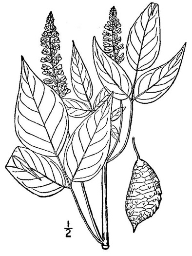 image of Orbexilum onobrychis, Lanceleaf Scurfpea, Sainfoin, French-grass
