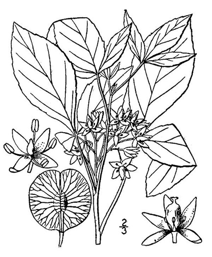 drawing of Ptelea trifoliata, Wafer-ash, Hoptree