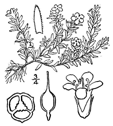 drawing of Pyxidanthera barbulata var. barbulata, Flowering Pyxie-moss, Big Pyxie, Savanna Pyxiemoss