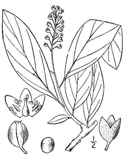 drawing of Pyrularia pubera, Buffalo-nut, Oil-nut