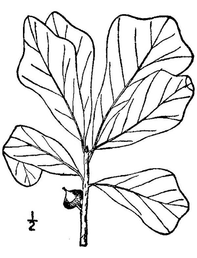 image of Quercus nigra, Water Oak