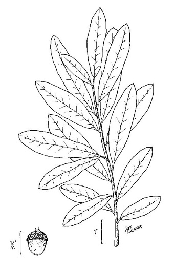 drawing of Quercus elliottii, Running Oak