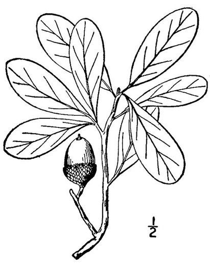 drawing of Quercus virginiana, Live Oak