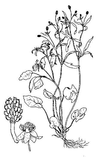 image of Ranunculus abortivus, Kidneyleaf Buttercup, Early Wood Buttercup, Small-flowered Buttercup, Kidneyleaf Crowfoot