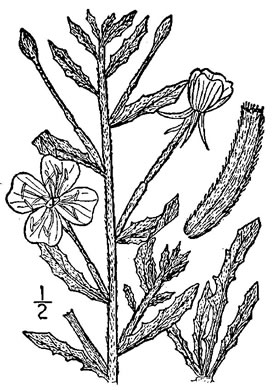 drawing of Oenothera humifusa, Dunes Evening Primrose, Seabeach Evening Primrose, Spreading Evening Primrose