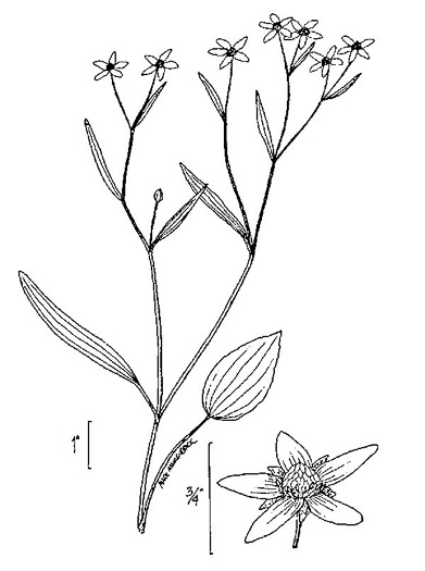 drawing of Ranunculus laxicaulis, Coastal Plain Spearwort