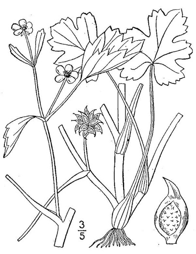 drawing of Ranunculus muricatus, spinyfruit buttercup, Roughseed Buttercup