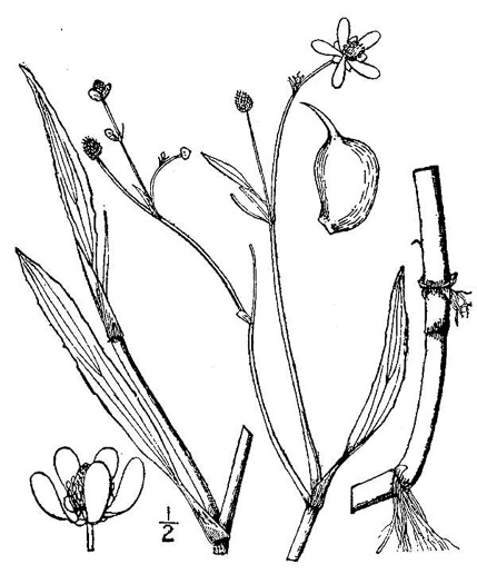 drawing of Ranunculus ambigens, Water-plantain Crowfoot, Water-plantain Spearwort