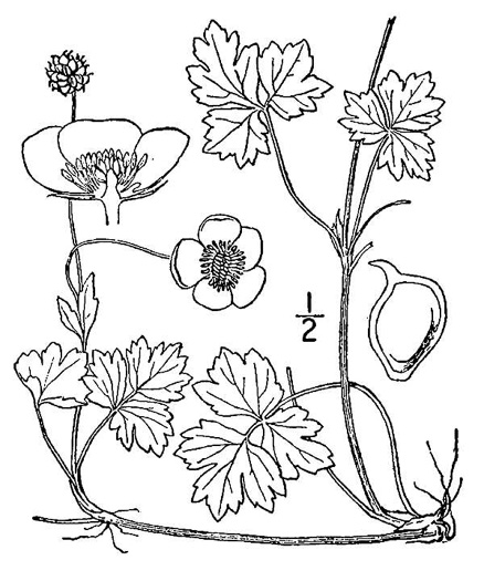 image of Ranunculus repens, Creeping Buttercup