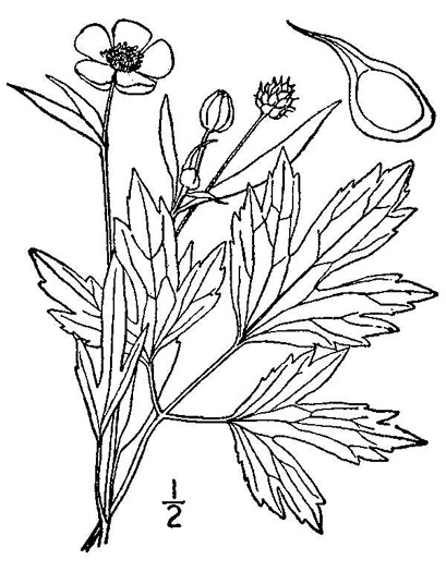 image of Ranunculus septentrionalis, Carolina Buttercup, Swamp Buttercup