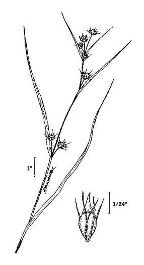 image of Rhynchospora leptocarpa, Slender-fruit Beaksedge