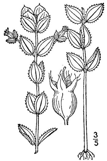 drawing of Rhexia petiolata, Ciliate Meadowbeauty, Short-stemmed Meadowbeauty, Fringed Meadowbeauty, Bog Meadowbeauty