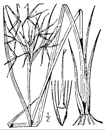 image of Rhynchospora corniculata, Short-bristled Horned Beaksedge