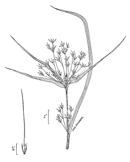 image of Rhynchospora corniculata, Short-bristled Horned Beaksedge