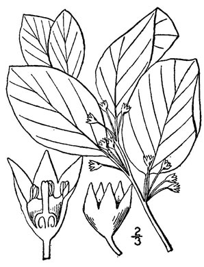 drawing of Frangula alnus, Glossy Buckthorn, European Alder-buckthorn