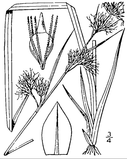 image of Rhynchospora glomerata, Clustered Beaksedge