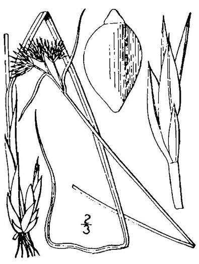 image of Rhynchospora pallida, Pale Beaksedge