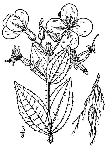 drawing of Rhexia virginica, Virginia Meadowbeauty, Wingstem Meadowbeauty, Deergrass