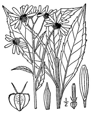 image of Verbesina alternifolia, Common Wingstem