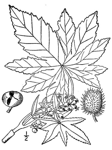 image of Ricinus communis, Castor-bean, Castor-oil Plant, Palma Christi