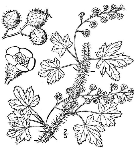 drawing of Ribes lacustre, Bristly Black Currant, Spiny Swamp Currant