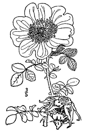 drawing of Rosa bracteata, McCartney Rose, Chickasaw Rose