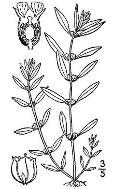 drawing of Rotala ramosior, Toothcup, Lowland Rotala