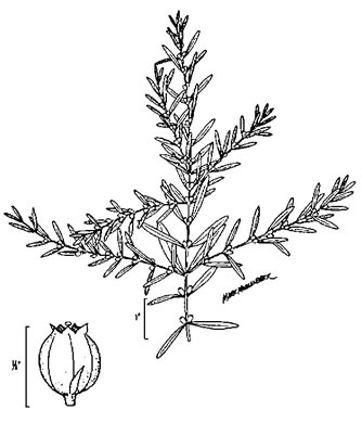 image of Rotala ramosior, Toothcup, Lowland Rotala