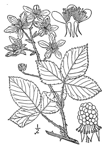 image of Rubus argutus, Sawtooth Blackberry